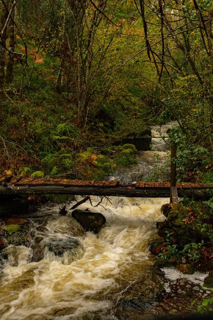 Reserva natural abrangente de Muniellos, entre os concelhos de Cangas del Narcea e Ibias.