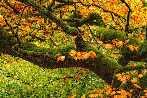 Reserva natural abrangente de Muniellos, entre os concelhos de Cangas del Narcea e Ibias.