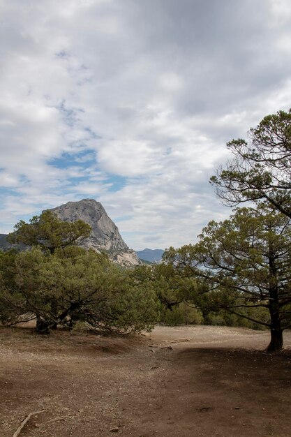 Reserva natural enebro en la península de Crimea hermoso paisaje con árboles coníferos