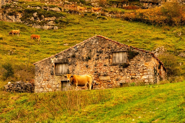 Reserva natural integral de Muniellos en Asturias