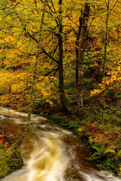 Reserva natural integral de Muniellos en Asturias