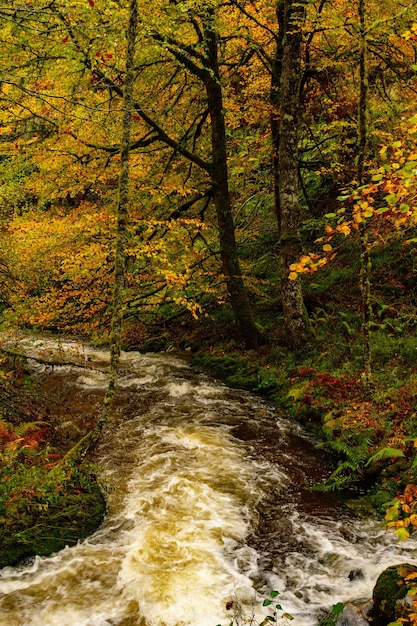 Reserva natural integral de Muniellos, entre los concejos de Cangas del Narcea e Ibias.