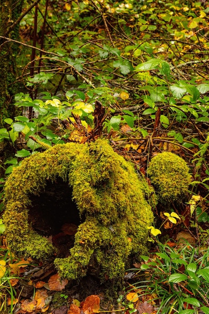 Reserva natural integral de Muniellos, entre los concejos de Cangas del Narcea e Ibias.