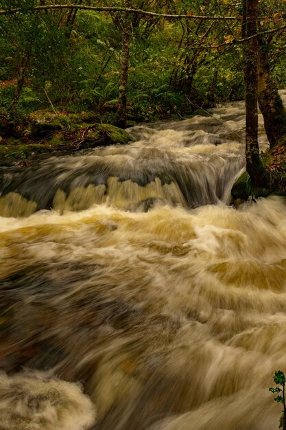 Reserva natural integral de Muniellos, entre los concejos de Cangas del Narcea e Ibias.