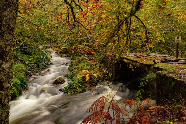 Reserva natural integral de Muniellos, entre los concejos de Cangas del Narcea e Ibias.