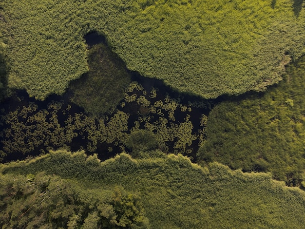 Reservatório alagado coberto de vegetação Vista aérea