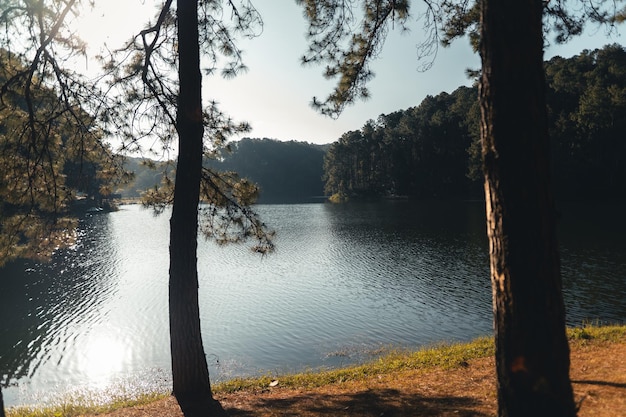 Reservatório e árvores de manhã no descanso daynature