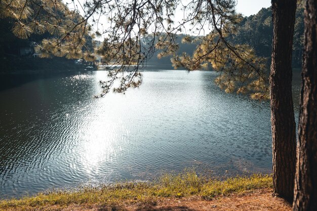 Reservatório e árvores de manhã no descanso daynature