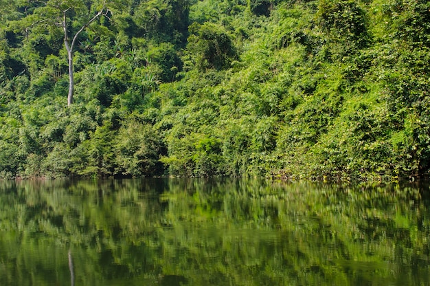 Reservatório na floresta tropical