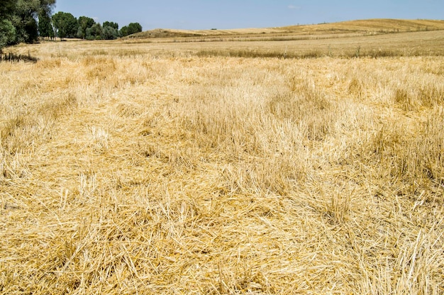 Residuos de rastrojos y paja en campos de trigo cosechados