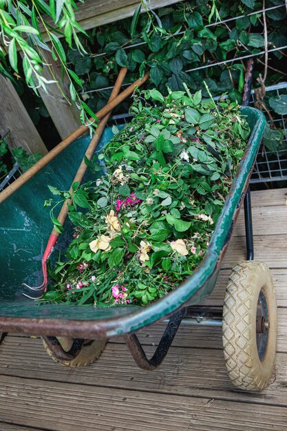 Residuos verdes en una carretilla y herramientas de jardinería.