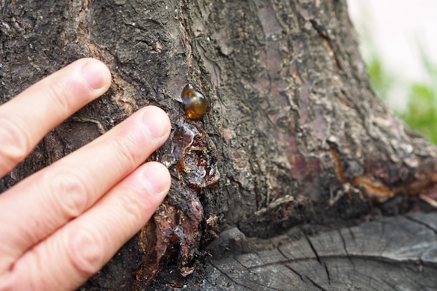 Resina natural formada sobre madera de albaricoque