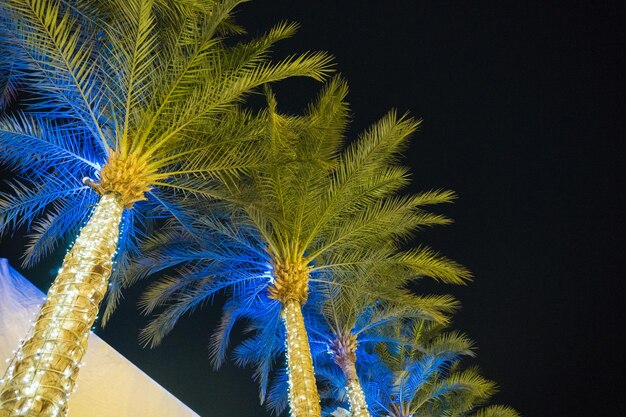 En el resort crecen palmeras iluminadas por luz azul