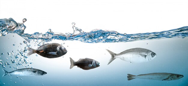 Respingos de água com peixe branco