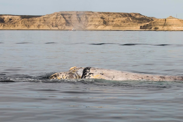 Respiración de ballenas Península Valdés Patagonia Argentina