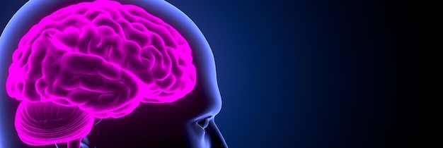 Respiración del cerebro humano y anatomía de los pulmones 3D