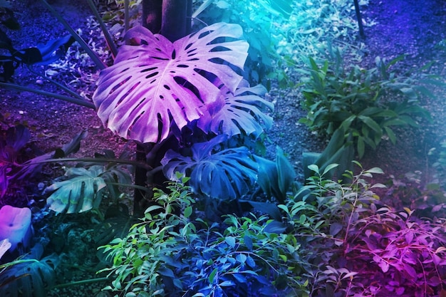 Resplandor del bosque de hojas tropicales en luz púrpura ultravioleta de neón Alto contraste