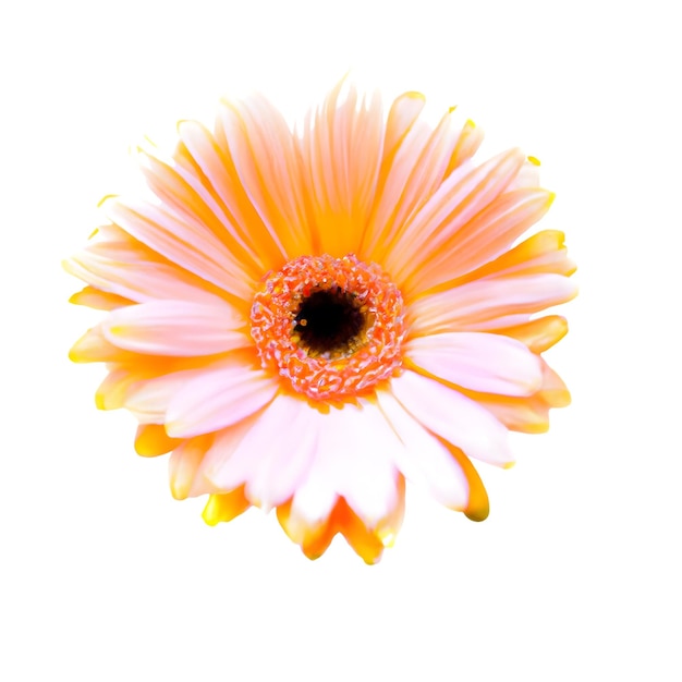 Foto el resplandor de una flor de gerbera aislada