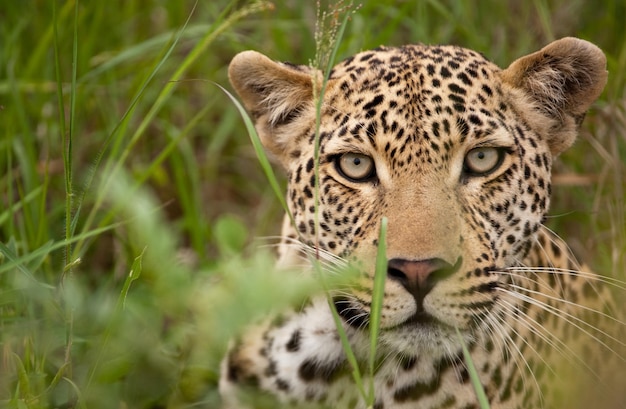 Resplandor funesto de un leopardo en la luz de la mañana