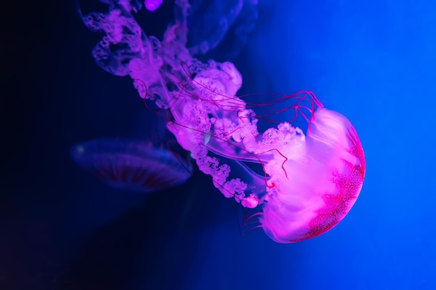 Resplandor medusa chrysaora plocamia en agua azul Teriología de buceo vida submarina