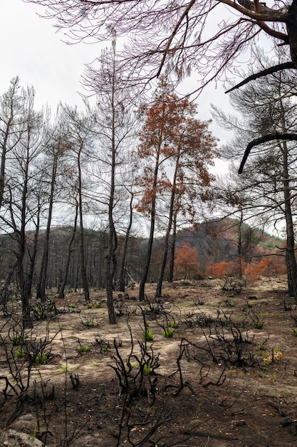 Restauração da floresta de Dadia Rebrota após incêndio florestal Evros Grécia