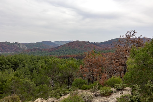 Restauração da floresta de Dadia Rebrota após incêndio florestal Evros Grécia