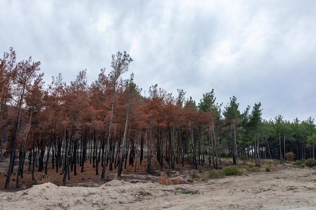 Restauración del bosque Dadia rebrote después de Wildfire Evros Grecia