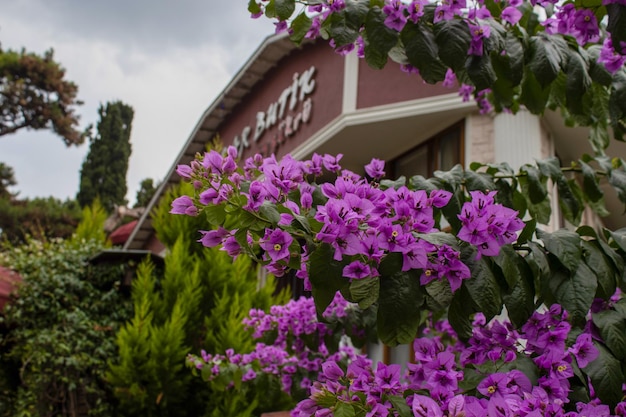 restaurante na ilha da Turquia dentro de um jardim de belas flores roxas com árvores verdes 2.