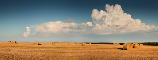 Resto de trigo colhido no campo com fardos de palha em rolos no contexto de um lindo céu de nuvens