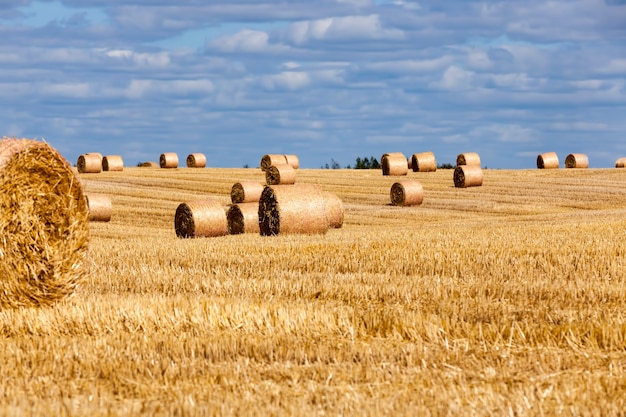 Restolho de trigo em um campo rural