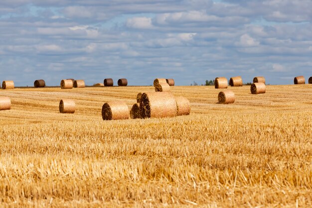 Restolho de trigo em um campo rural