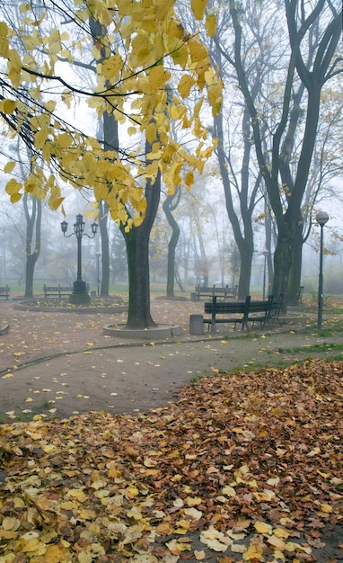 Restos de folhagem, caminho de pedestres e folhas secas caindo no parque urbano enevoado do outono