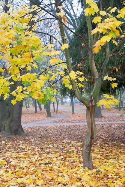 Restos de folhagem de outono, caminho de pedestres e folhas caindo no parque da cidade