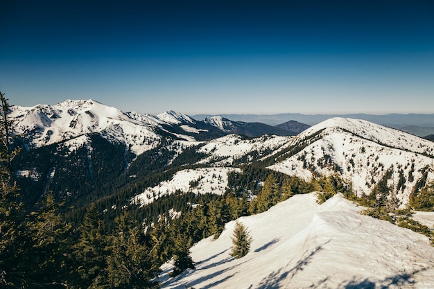 Restos de montanhas de inverno da floresta de coníferas de primavera de neve