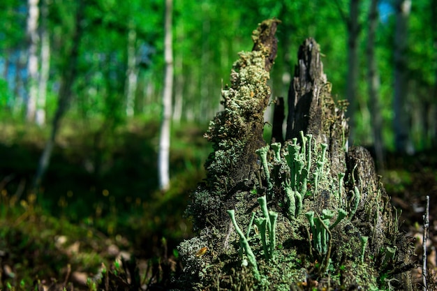 Restos de un tocón podrido en el bosque cubierto de musgo y líquenes