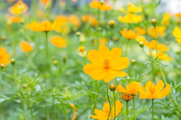 Resumen borrosa de campo de flor de cosmos amarillo