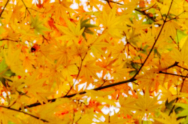Resumen borroso de las hojas amarillas de arce en Japón