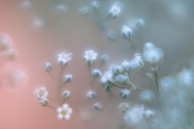 resumen desenfoque colorido flores fondo patrón foto
