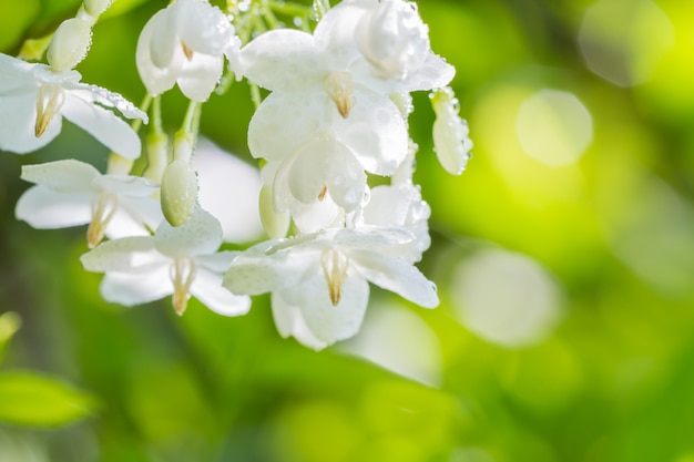 Resumen desenfoque de fondo de flores blancas.