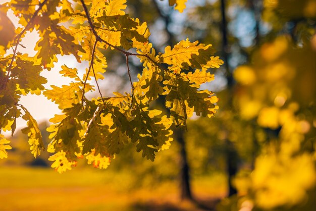 Resumen enfoque suave puesta de sol hojas de roble paisaje de bosque amarillo dorado cálido atardecer amanecer otoño