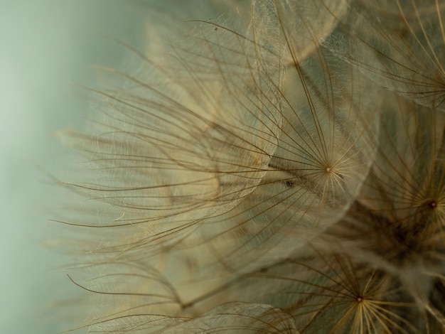 Resumen flor de diente de león fondo extreme closeup