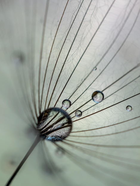 Foto resumen flor de diente de león fondo extreme closeup