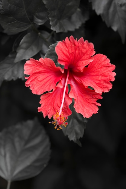 Resumen de flor de hibisco rojo