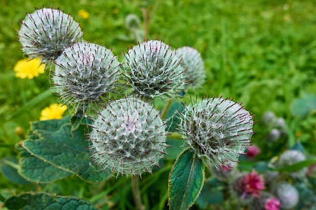 Resumen flores espinosas de color gris con telarañas en flor