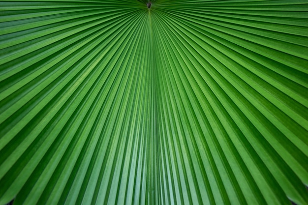 Resumen de hoja de palma verde