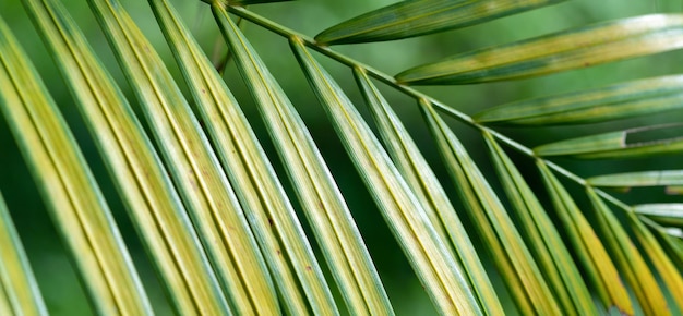 Resumen impresionante hoja verde textura hoja tropical follaje naturaleza brillo fondo verde