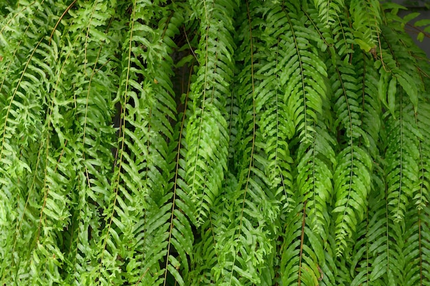 Resumen impresionante hoja verde textura hoja tropical follaje naturaleza fondo verde oscuro