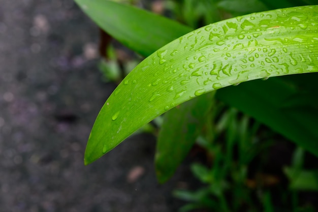 Resumen impresionante hoja verde textura hoja tropical follaje naturaleza fondo verde oscuro