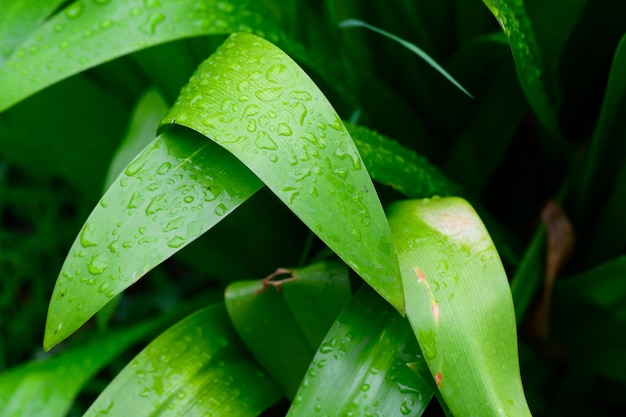 Resumen impresionante hoja verde textura hoja tropical follaje naturaleza fondo verde oscuro