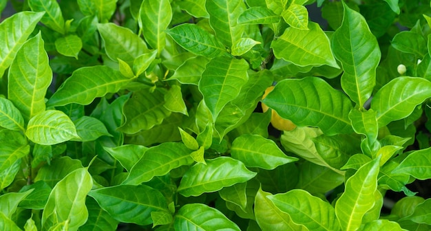 Resumen impresionante hoja verde textura hoja tropical follaje naturaleza fondo verde